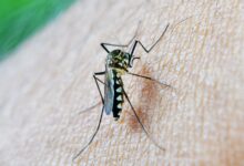 Encefalitis Equina
