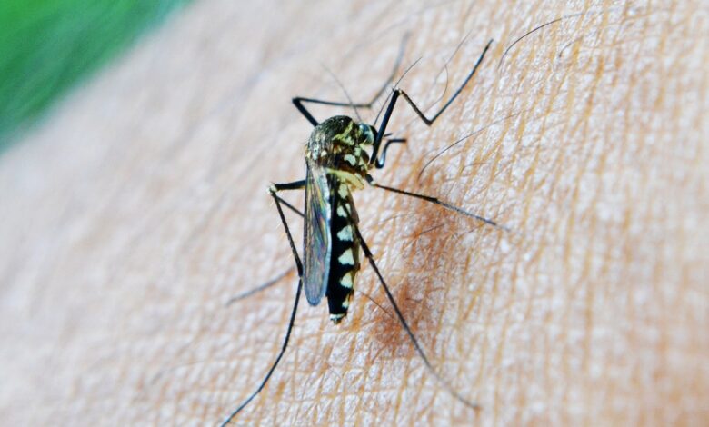 Encefalitis Equina