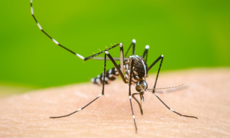 DENGUE