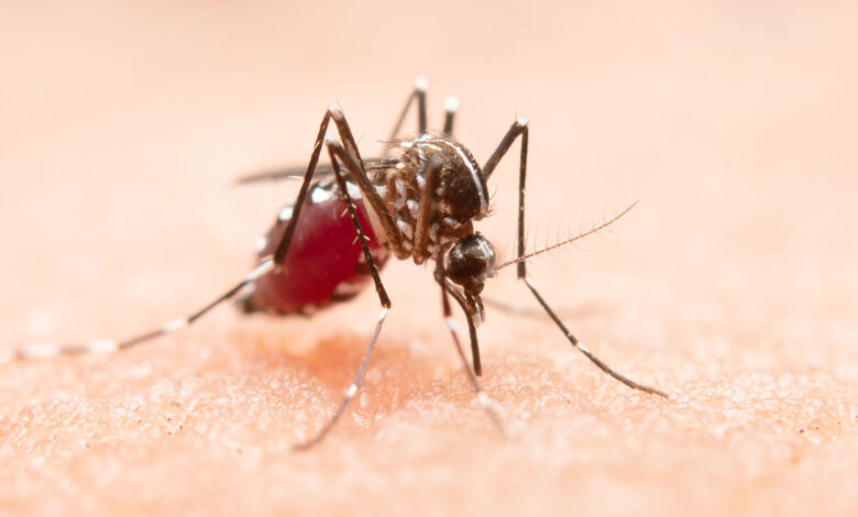 Dengue